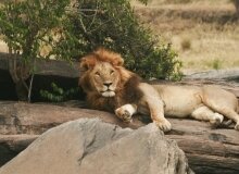 5 DAYS LAKE NAKURU-MAASAI MARA TOUR 5 DAYS LAKE NAKURU-MAASAI MARA TOUR