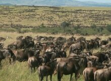 Maasai Mara Maasai Mara