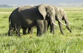 6 DAY TOUR AMBOSELI -MASAI MARA NATIONAL PARK 6 DAY TOUR AMBOSELI -MASAI MARA NATIONAL PARK
