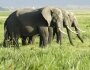 6 DAY TOUR AMBOSELI -MASAI MARA NATIONAL PARK 6 DAY TOUR AMBOSELI -MASAI MARA NATIONAL PARK