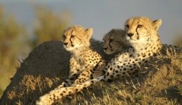 3 Days Maasai Mara Tour 3 Days Maasai Mara Tour